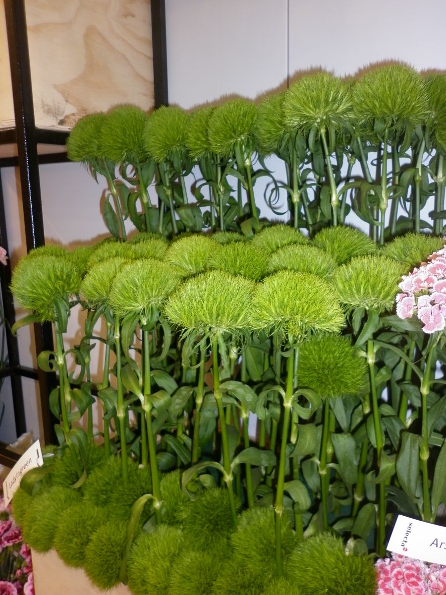 2017 Proflora Preview
