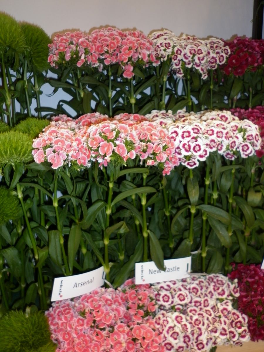 2017 Proflora Preview