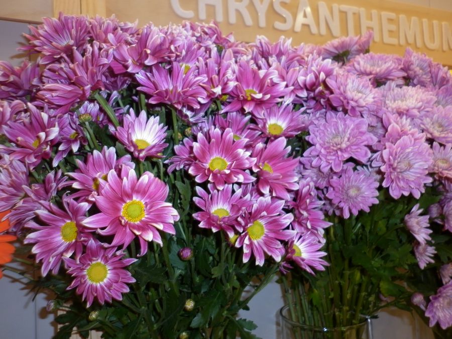 2017 Proflora Preview