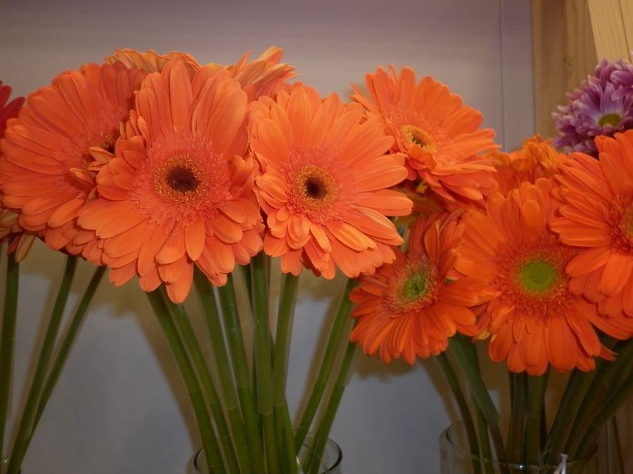 2017 Proflora Preview