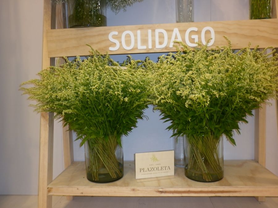 2017 Proflora Preview