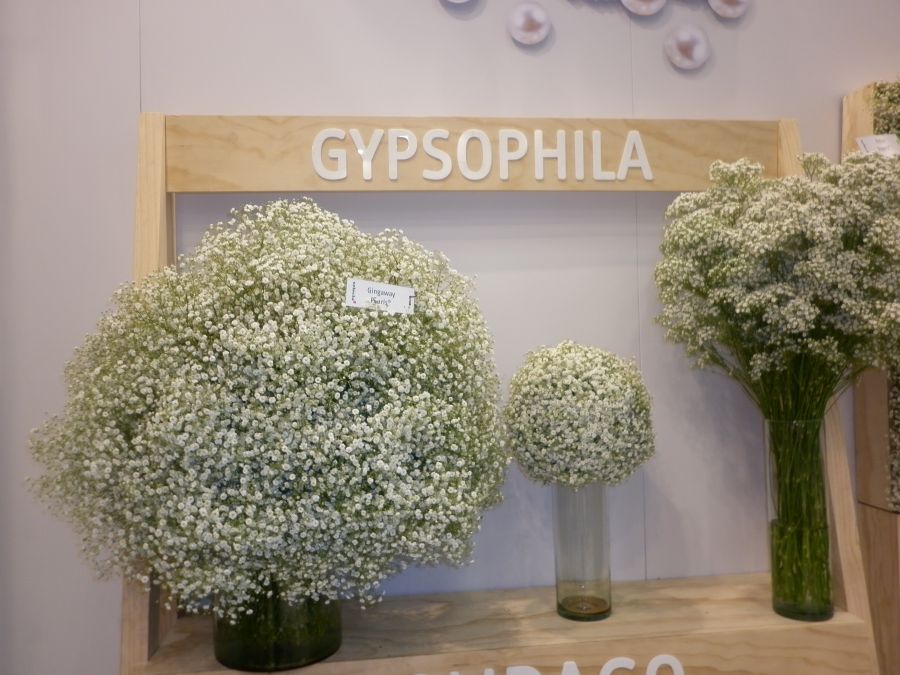 2017 Proflora Preview