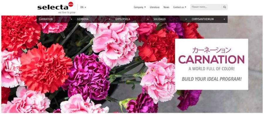 Selecta Cut Flowers lunches improved and fully responsive website!