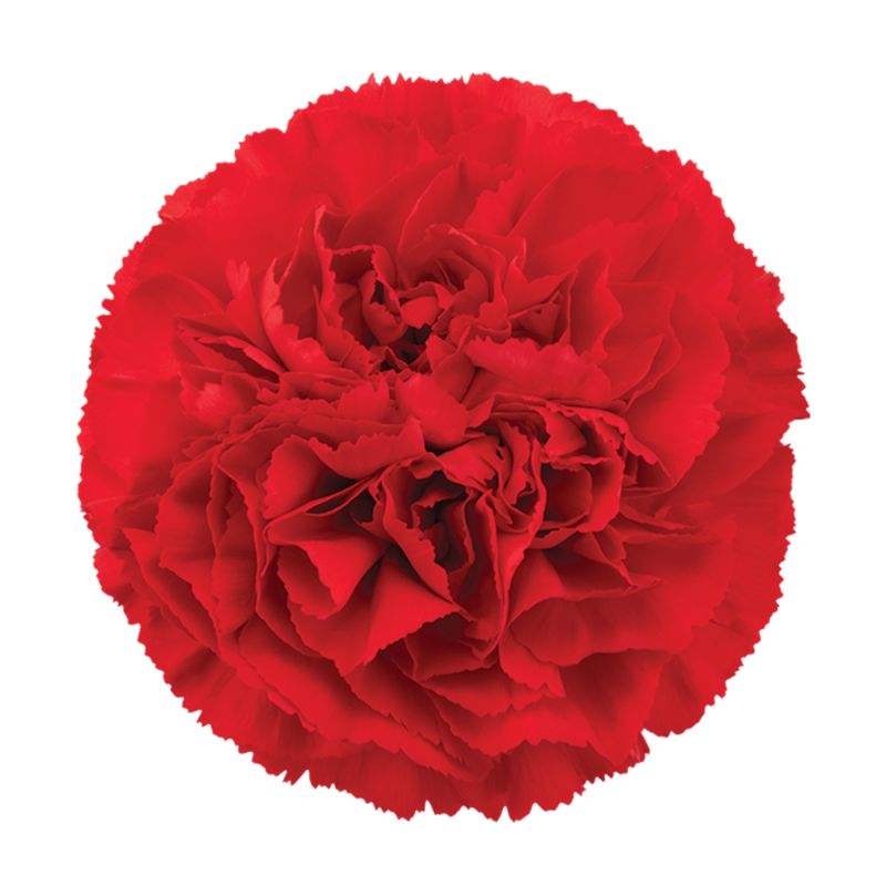sel®Don Luis DCS 16-2074