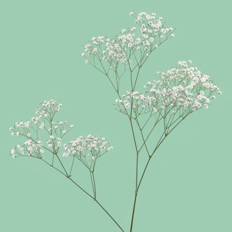sel®Pearls® White Wish