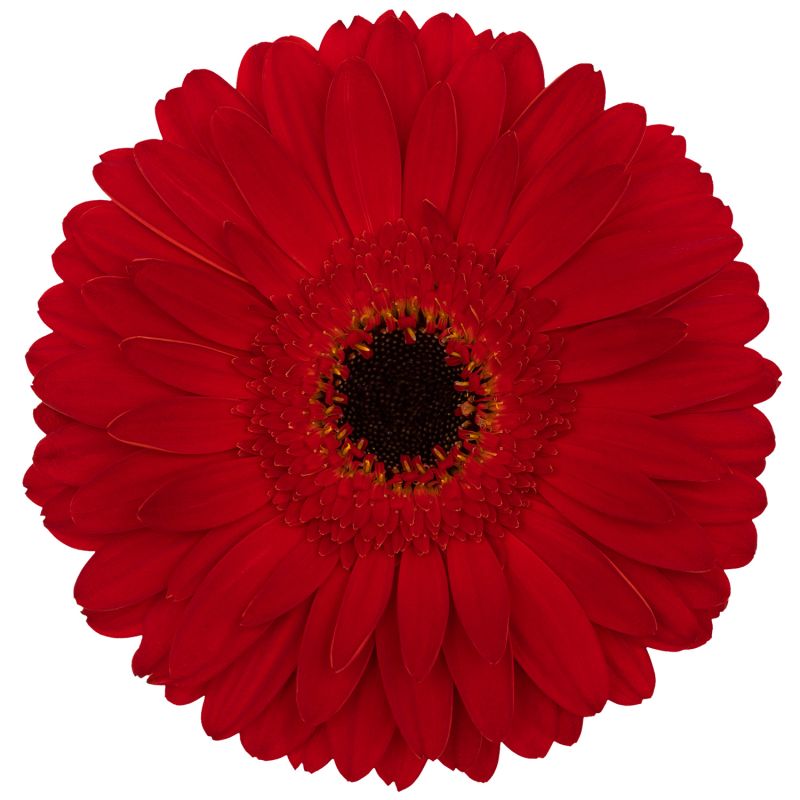 sel®Sabina GJ 12 5259