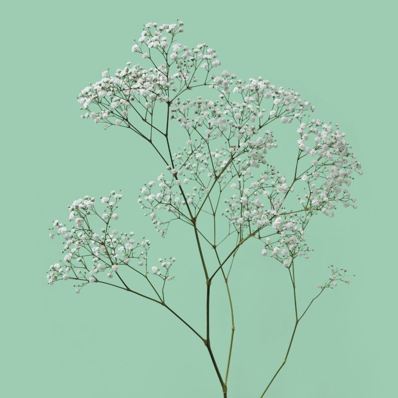 sel®Pearls® Blossom