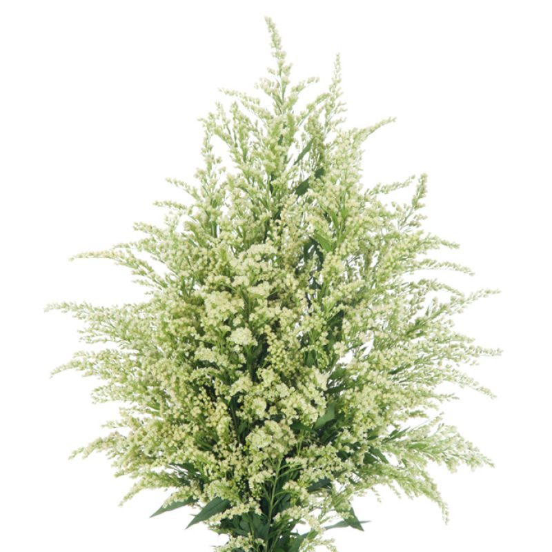 sel®Estelle