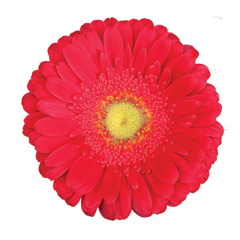 RNSDeep Red