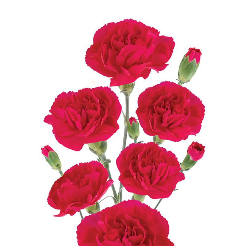 sel®Cherry Cola DCM 18-0365
