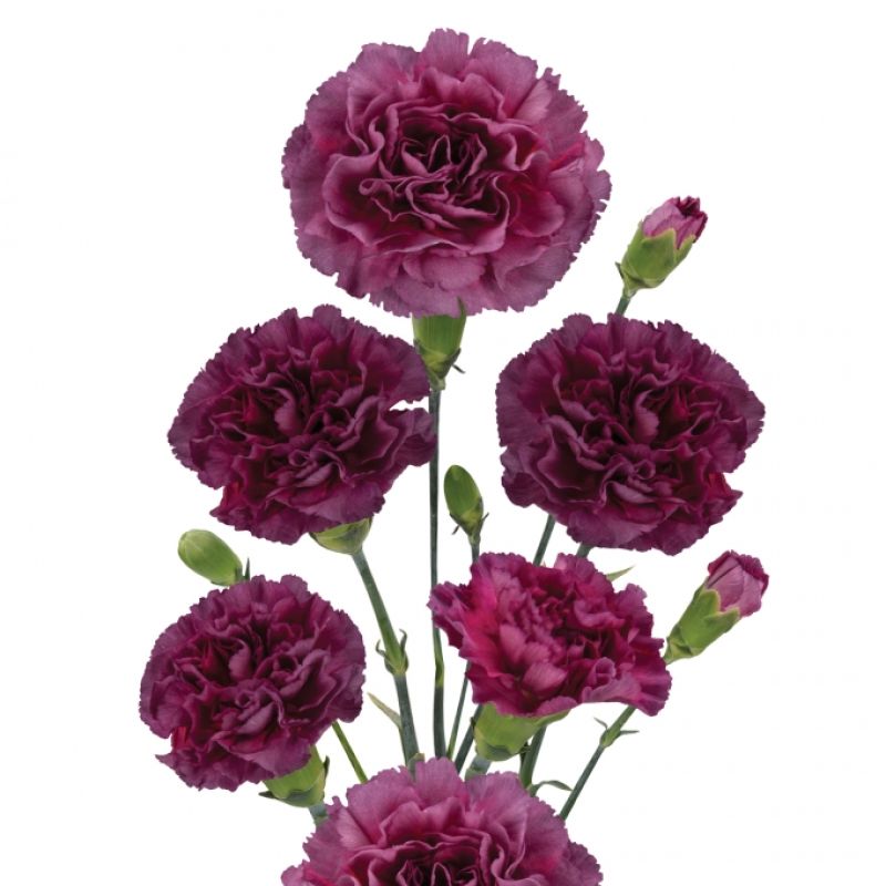 sel®Miss Mistery DCM 19-9086