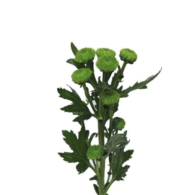 sel®Lola Turbo