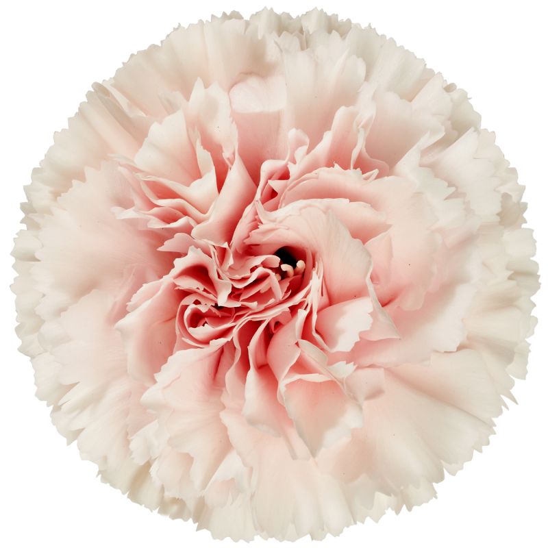 SapiaBizet Light Pink