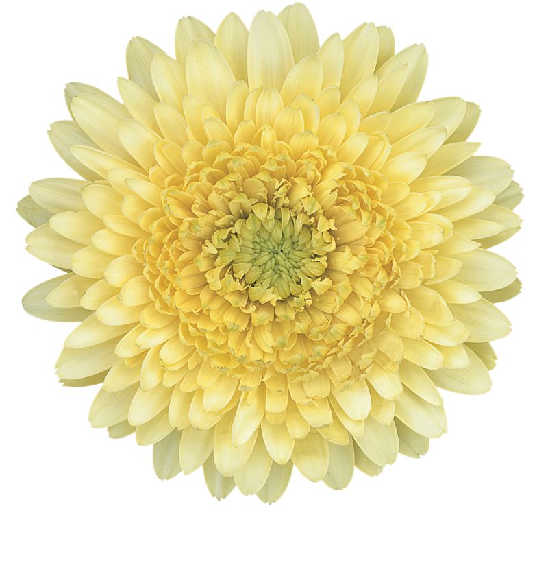 sel®Cotti Creme