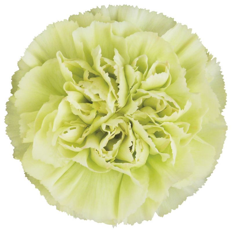 sel®Lege Verde