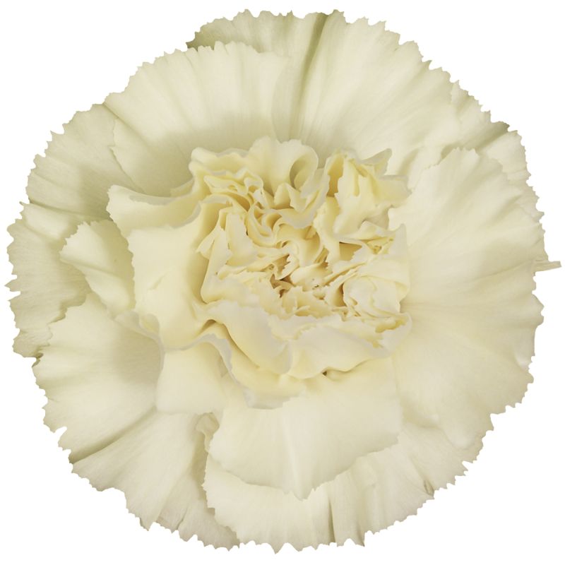 sel®Diletta Crema