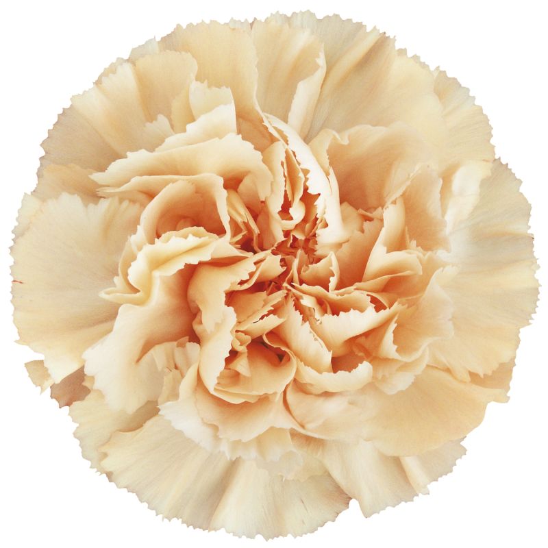 sel®Caroline Gold