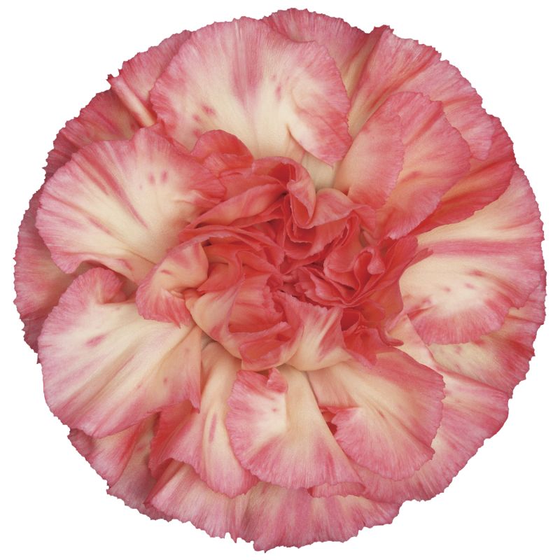 sel®Spritz Sport Arancio/Rosa