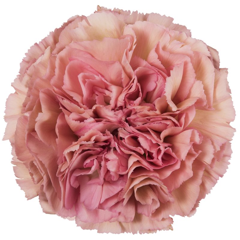 sel®Lege Pink