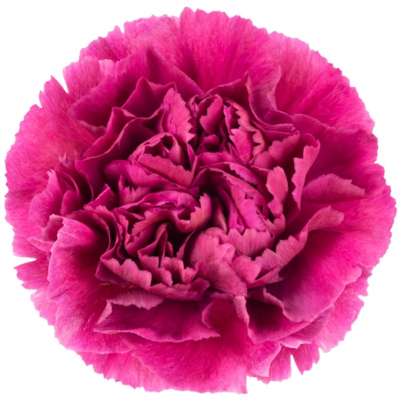 sel®Miss Beautiful PV 14512