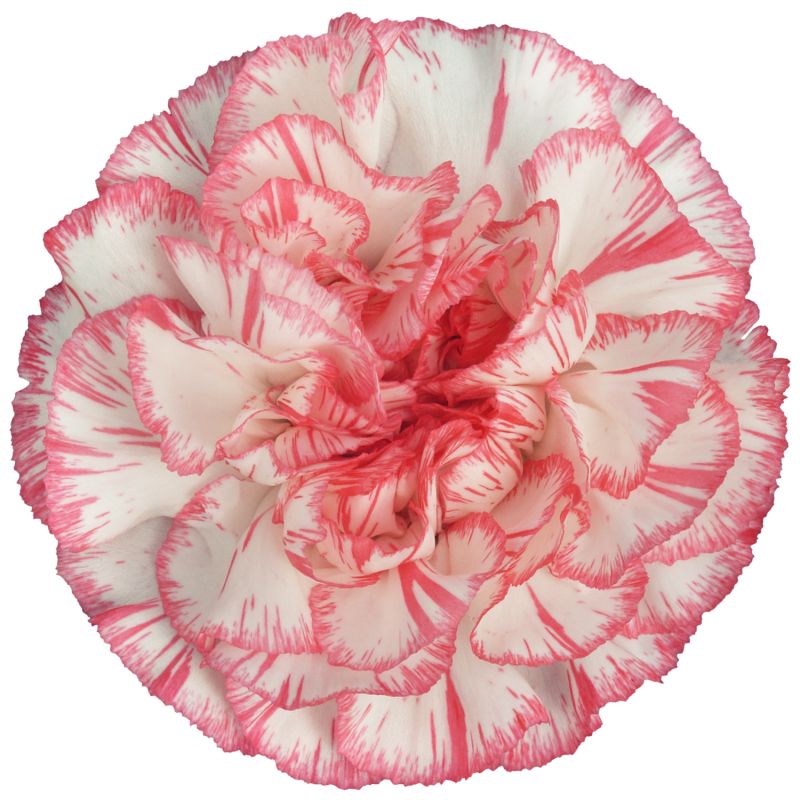 sel®Spritz Blanco Rosa