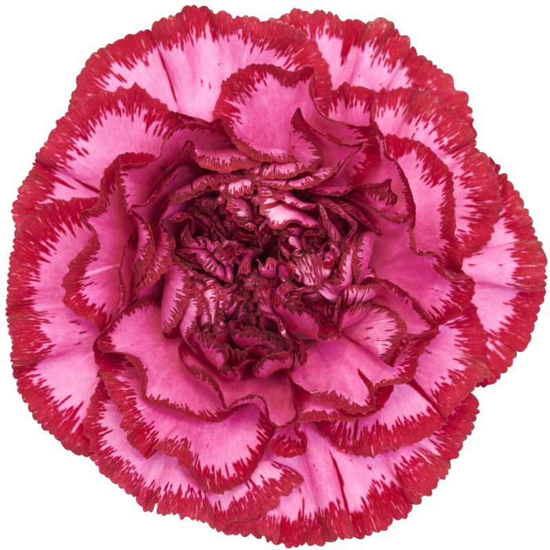 sel®Bacarat Purple