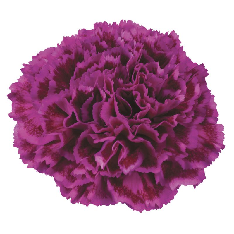 hybNobbio ® violet
