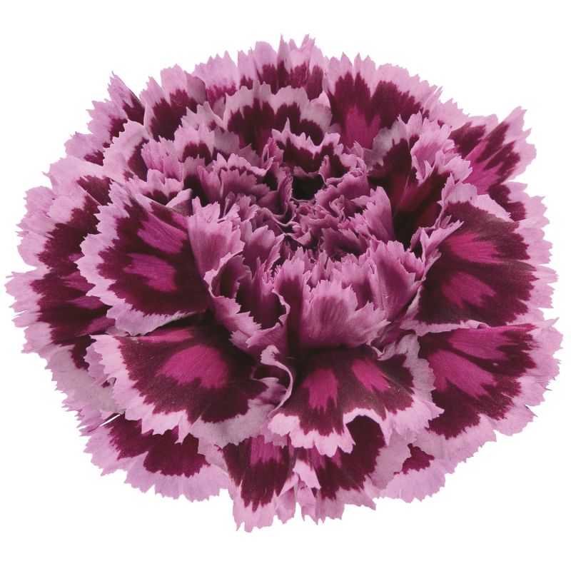 hybNobbio ® burgundy