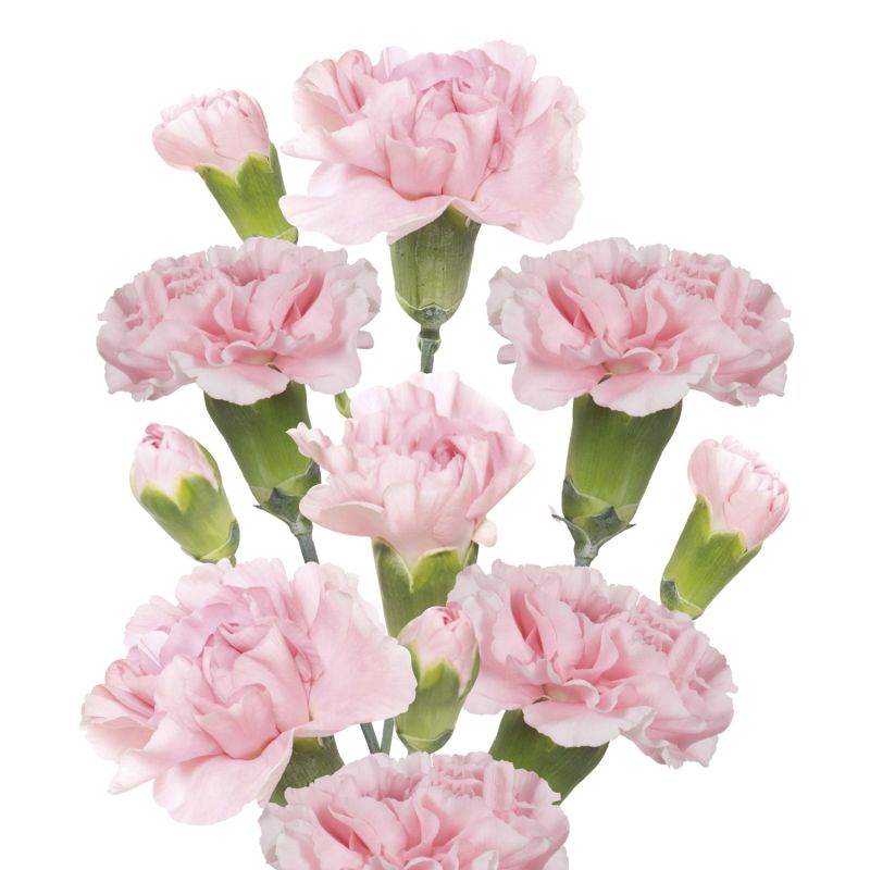 sel®Rosadita 