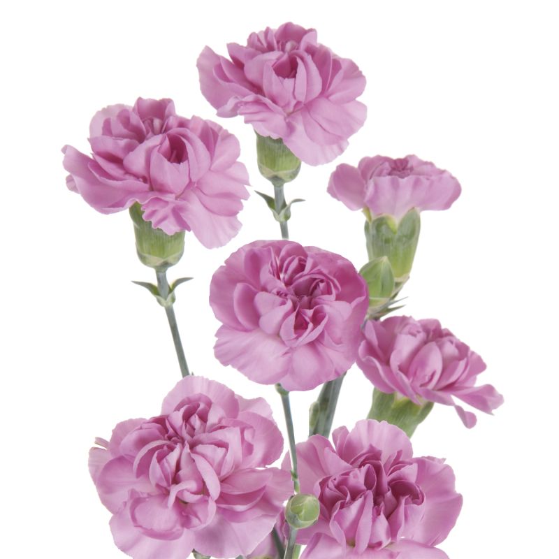 sel®Milkana