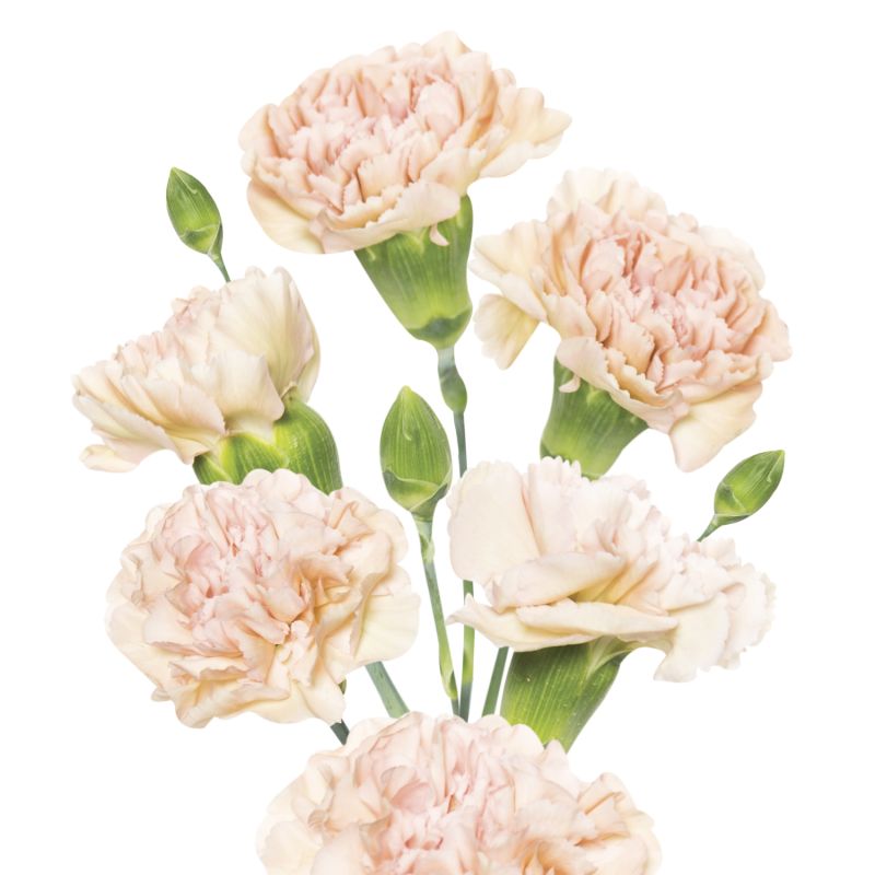 sel®Almendra DCM 12-0574