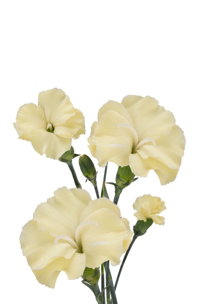sel®Blondfly DCM 19-9047