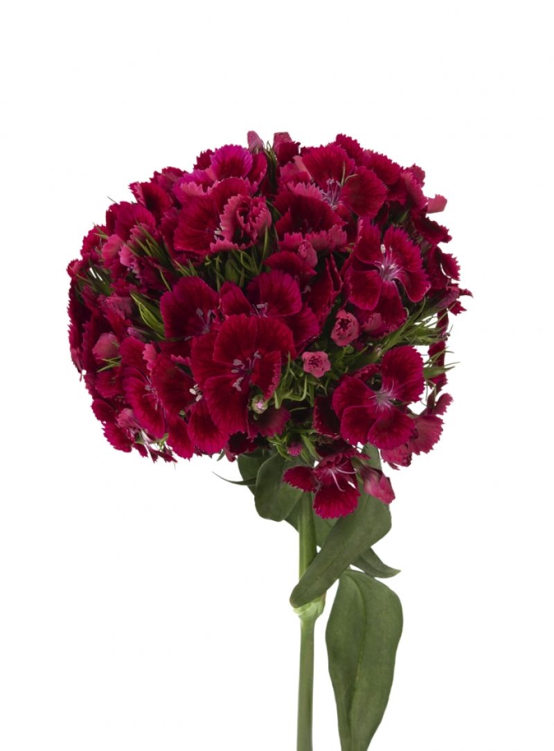 sel®Kiwi Dark red DCC 2016-7707