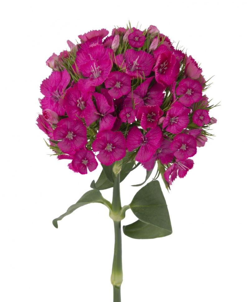 sel®Kiwi Cerise DCC 2015-0381