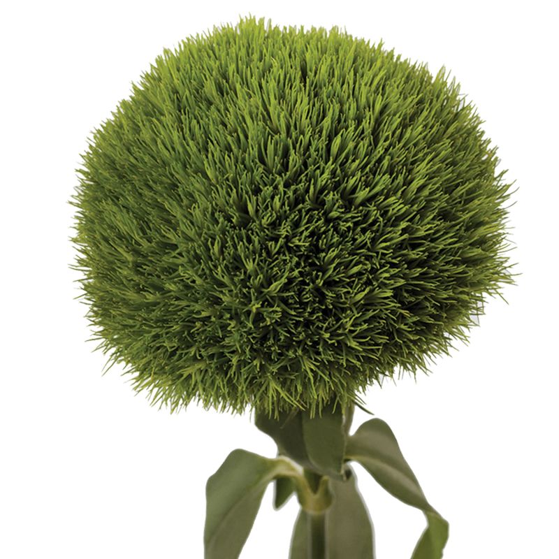sel®Kiwi Moss DCC 2016 - 7765