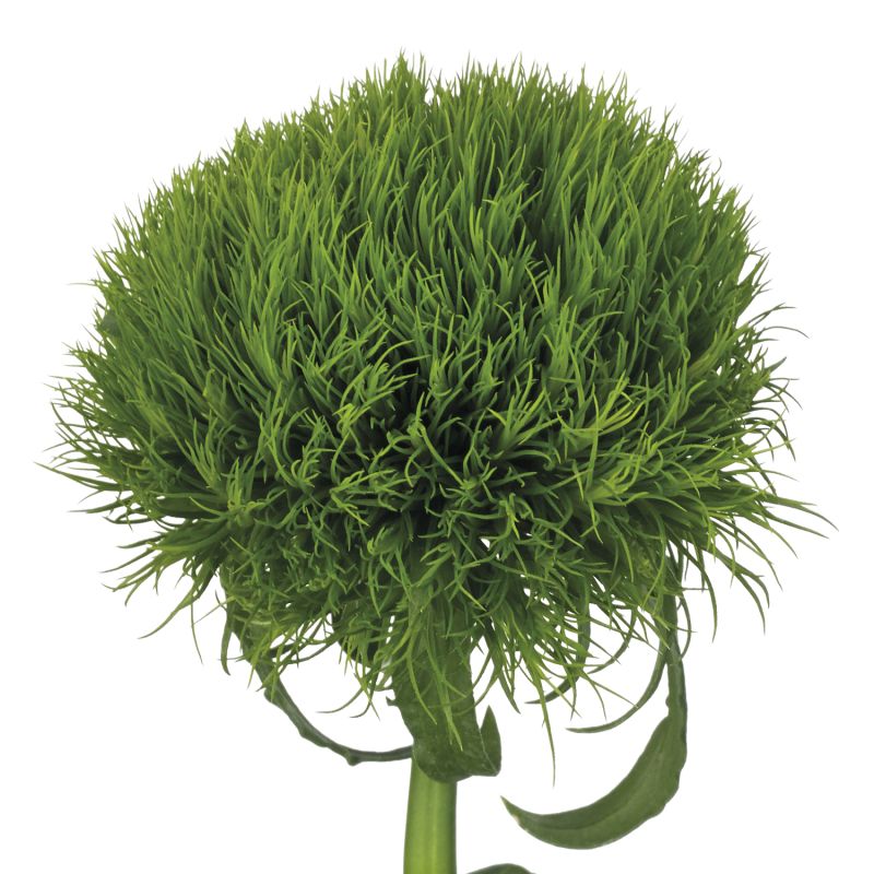 DGPALady Ingreen