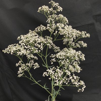 Pearls® Mini Blossom