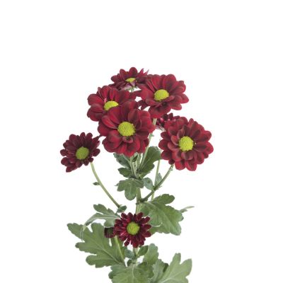 Jolly red 19-FV7926