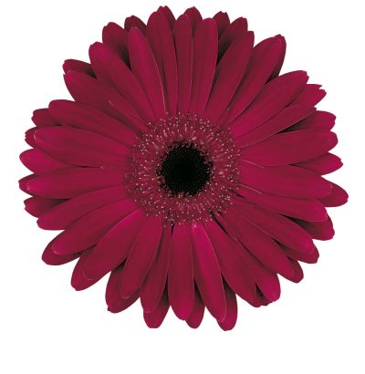 Carmina