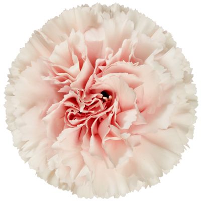 Bizet Light Pink