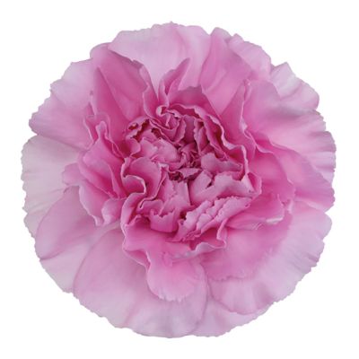 Miss Mythical DCS 17-1264
