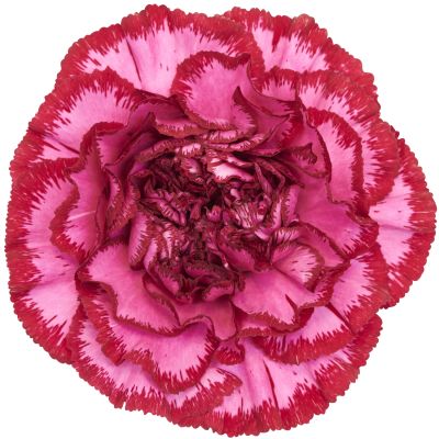 Bacarat Purple