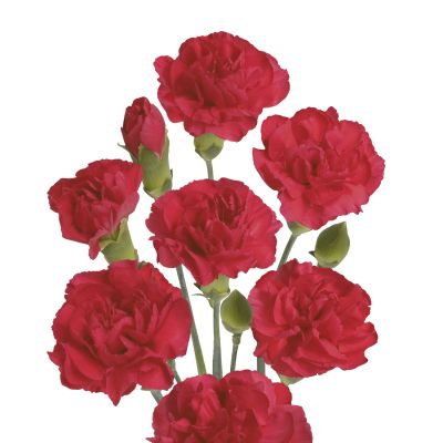 Sebas