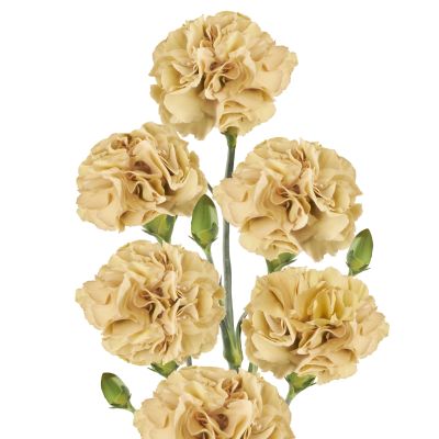 Cinnamon PV 50159