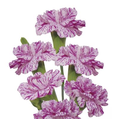 Lollipop Violet 
