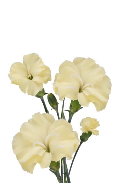 Blondfly DCM 19-9047