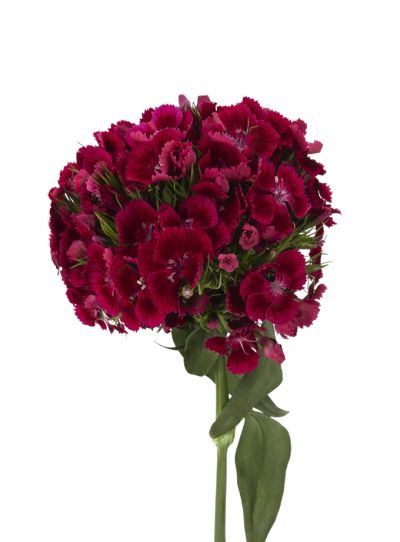 Kiwi Dark red DCC 2016-7707
