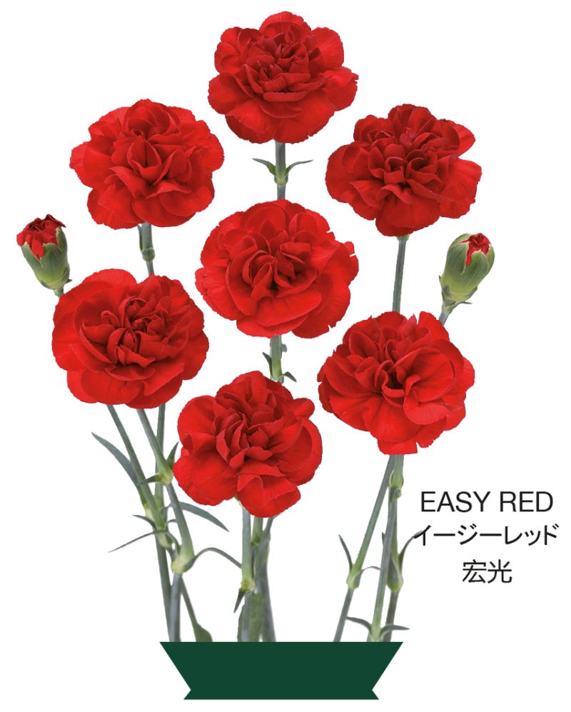 SMEasy Red
