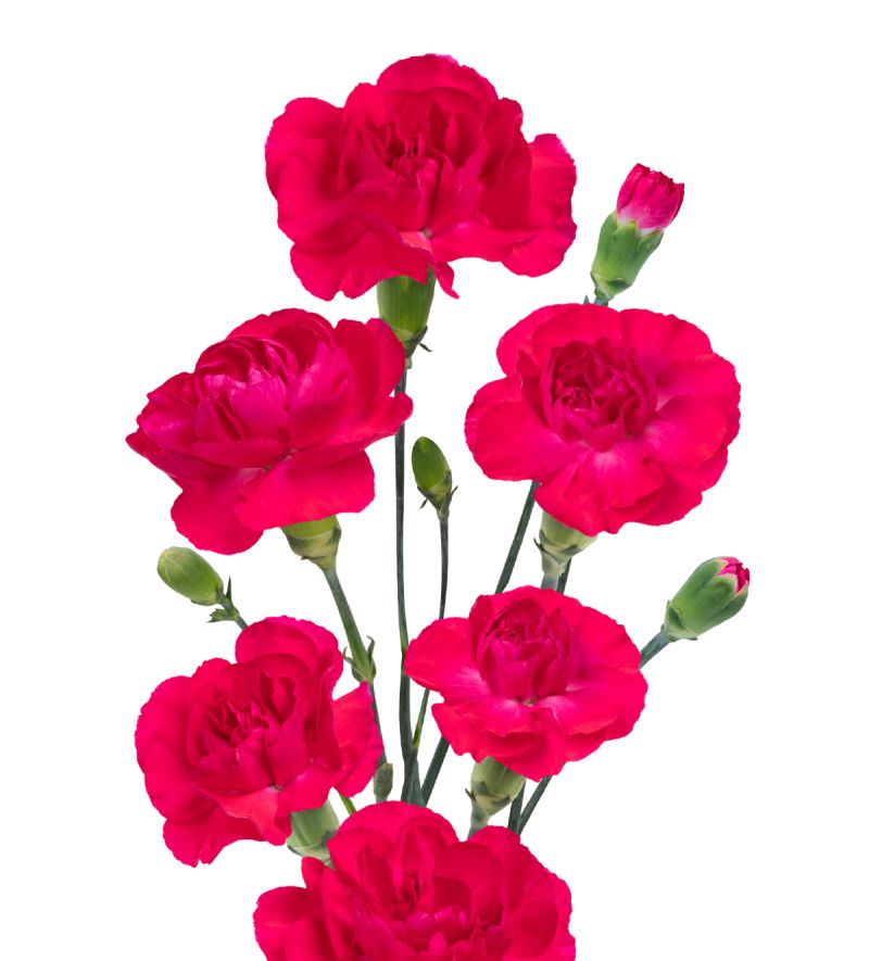 SMFleming