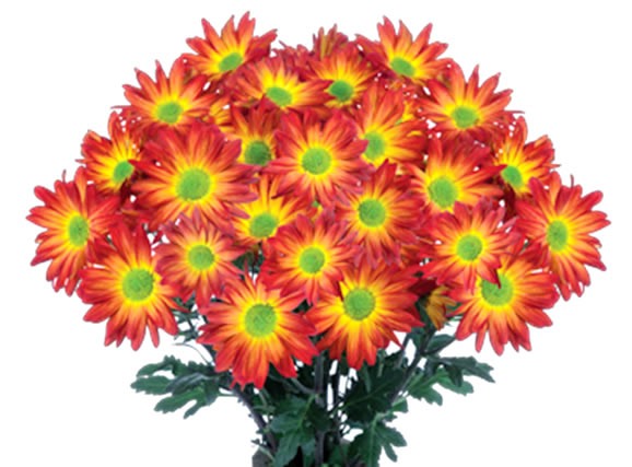 Selecta one, introduces Union and Yamato as commercial varieties at Siflor 2016.